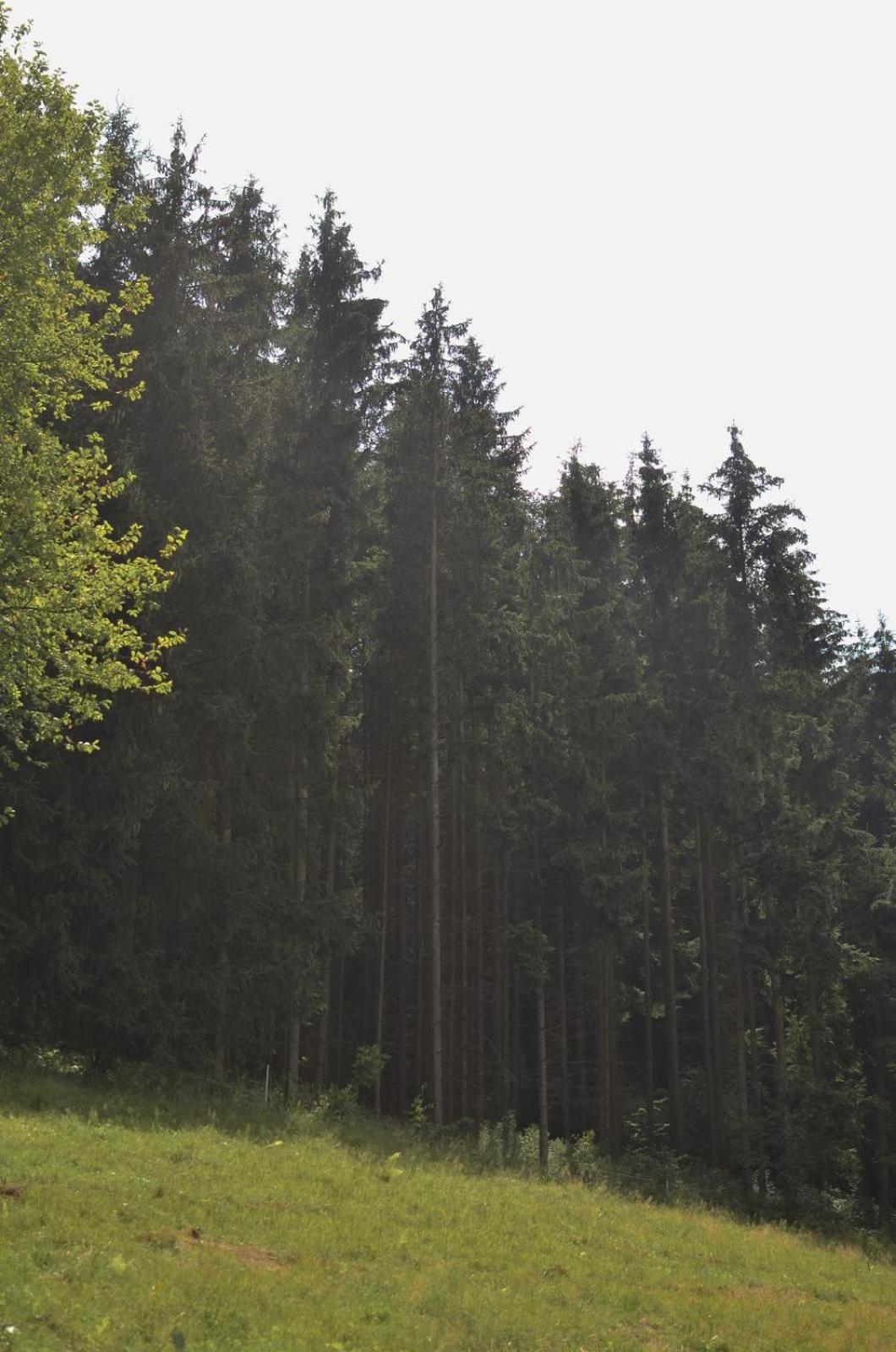 Treehouse Velké Losiny Екстериор снимка